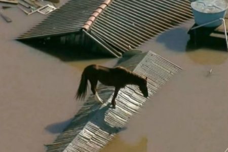Foto colorida de égua resgatada no Rio Grande do Sul