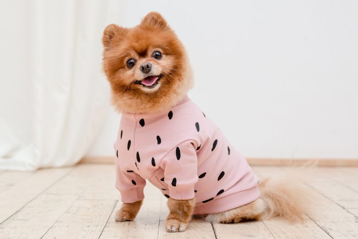 cachorrinho de roupa