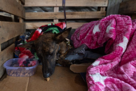 Abrigo para animais no Rio Grande do Sul - Metrópoles