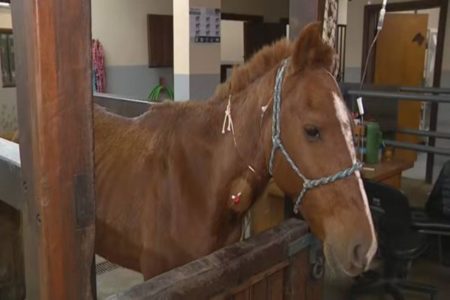 Imagem colorida cavalo caramelo recuperacao no RS - Metrópoles
