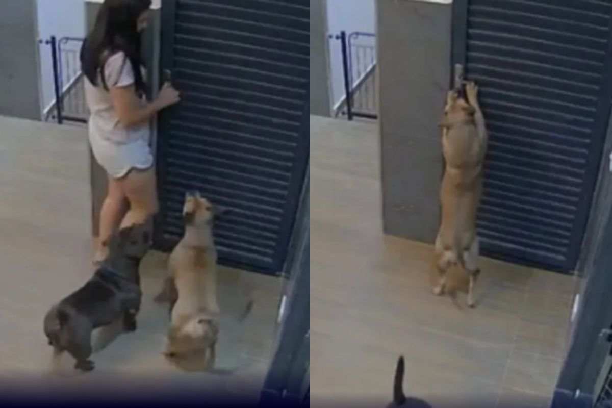 Foto colorida de dois cachorros - Metrópoles