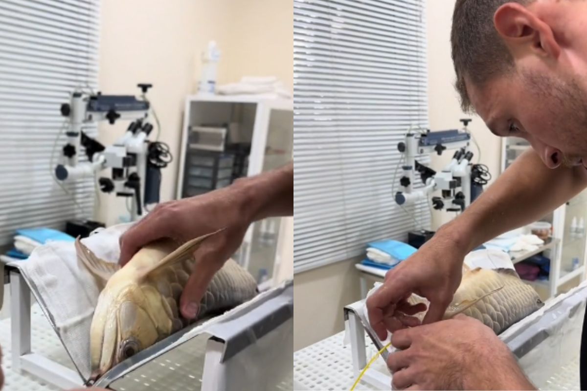 Veterinário compartilha detalhes de cirurgia em peixe