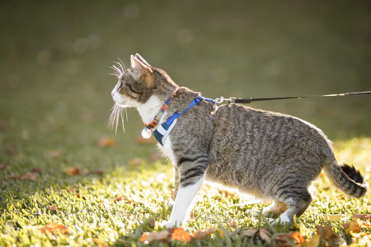 gato passeando de coleira