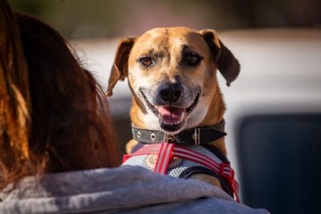 Imagem colorida de um cachorrinho - Metrópoles