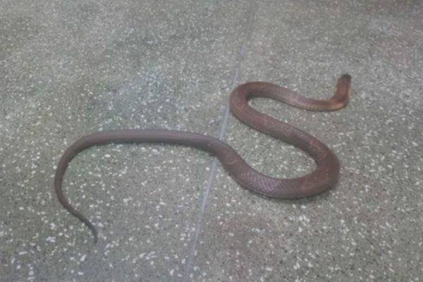Imagem colorida mostra cobra naja que sumiu do Instituto Butantan - Metrópoles