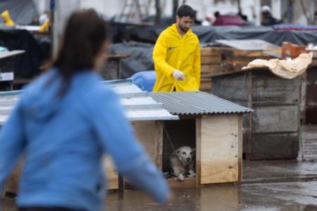 Imagem colorida de cachorro em abrigo no RS - Metrópoles