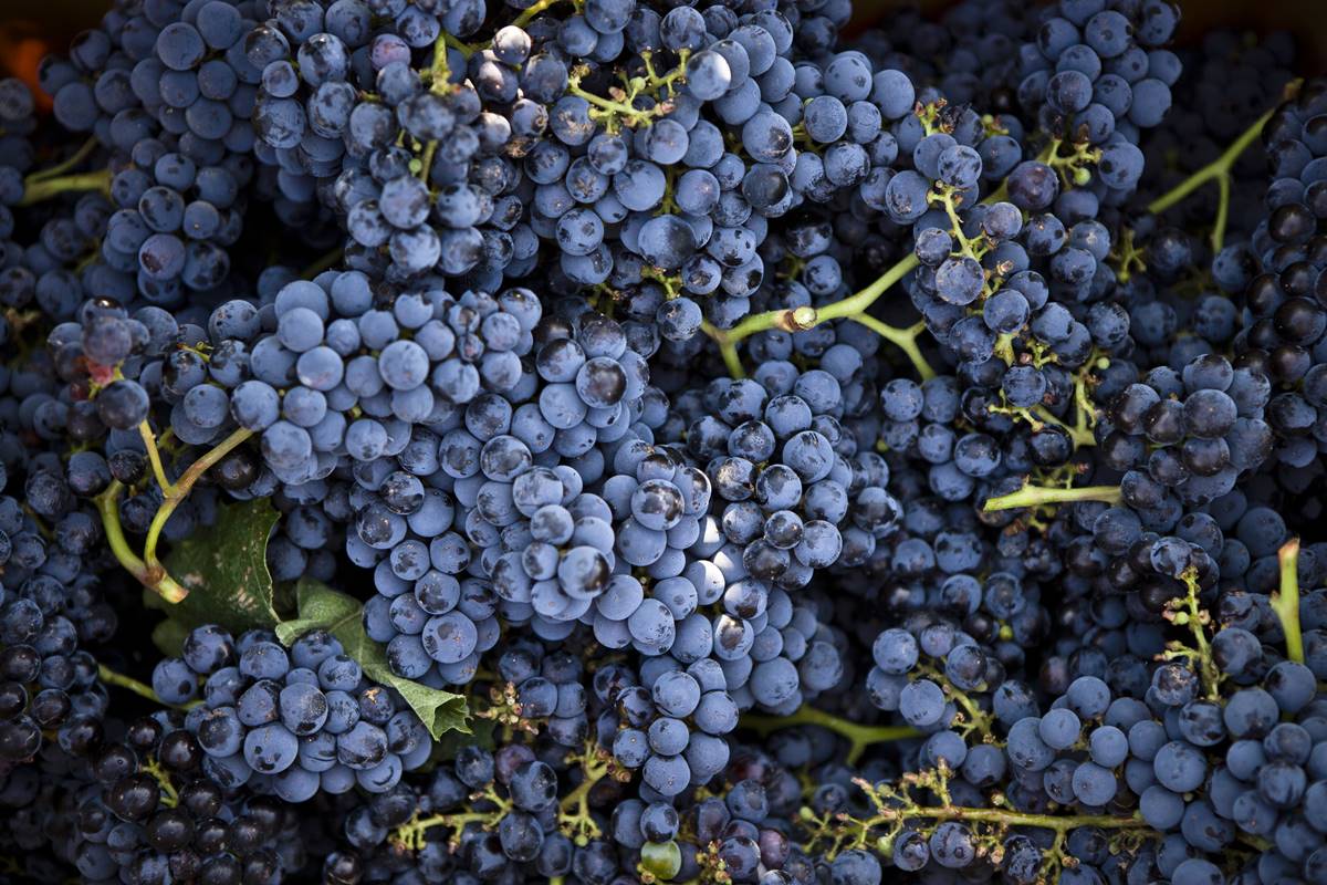 Foto colorida de cachos de uvas roxas - Metrópoles