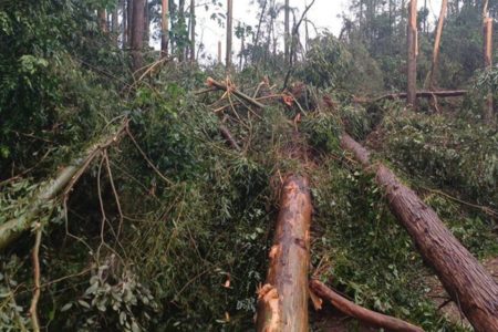 Imagem colorida de árvores atingidas por vendaval em Santa Catarina