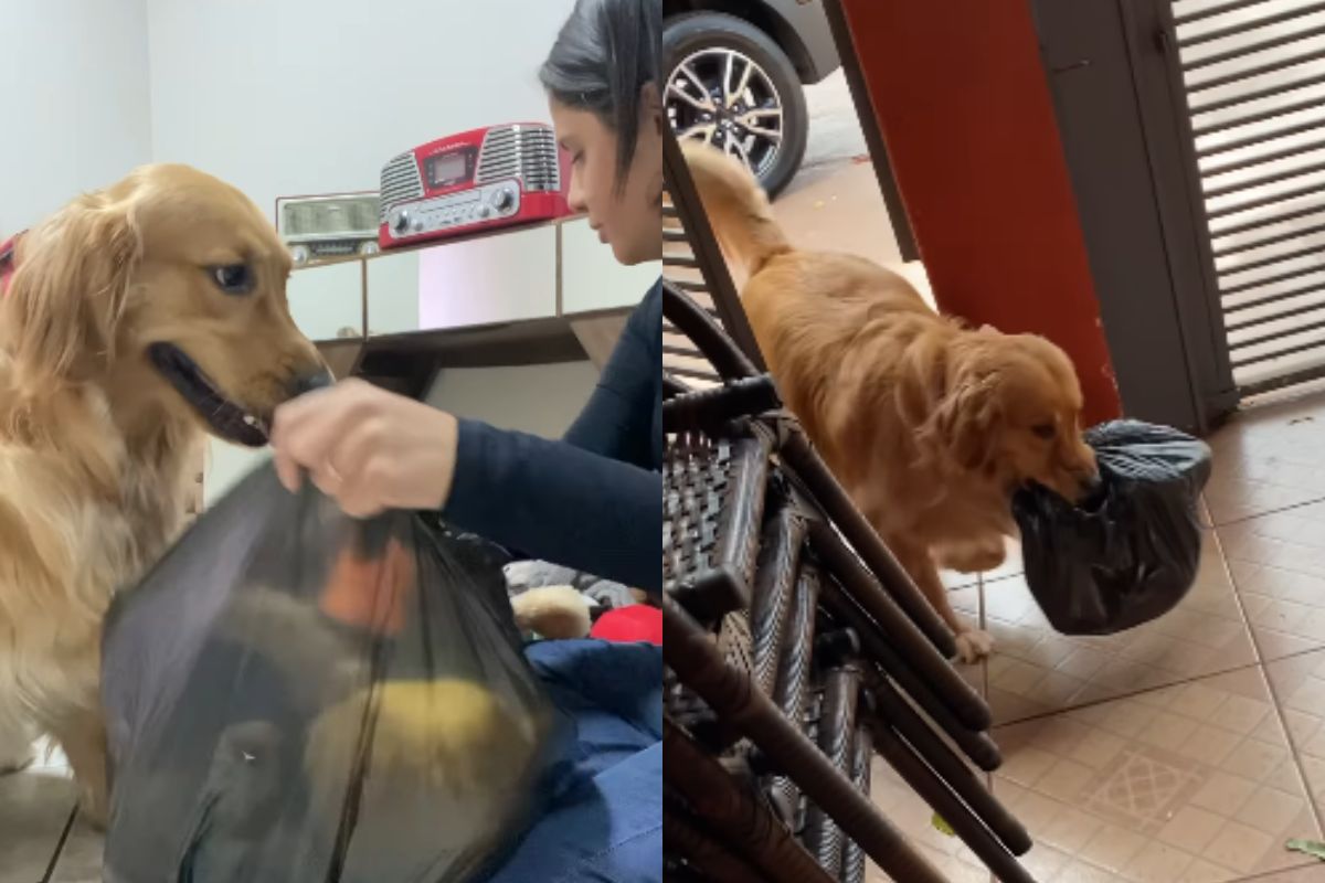 Foto colorida de uma mulher e um cachorro - Metrópoles