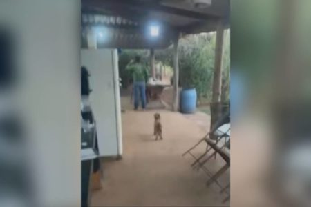 imagem colorida tiroteio família briga herança goias tiros