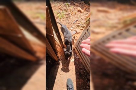 Imagem de um cão vítima de maus-tratos que foi resgatado nesta segunda-feira, 10 de junho. O animal é Sem Raça Definida, de pelagem preta