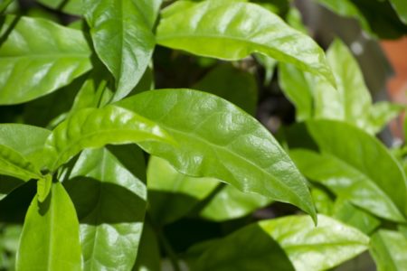 Folhas e ramos da planta Pereskia aculeata, popularmente conhecida como ora-pro-nóbis