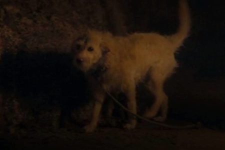 foto colorida de cachorro branco - metrópoles
