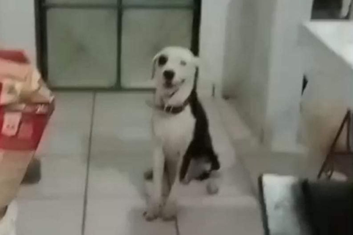 Foto colorida de um cachorro - Metrópoles