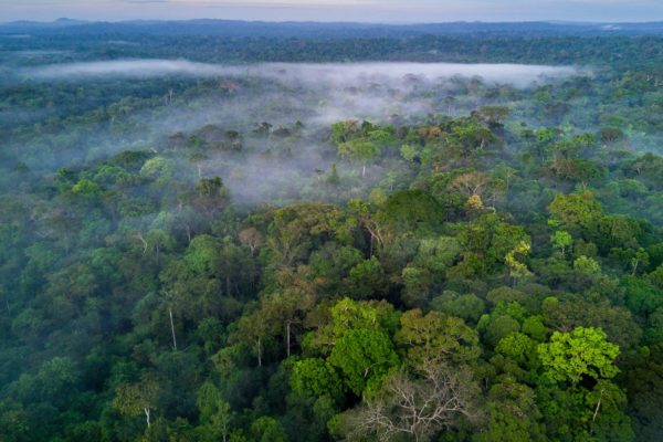 Imagem colorida da Amazônia. COP29 - Metrópoles