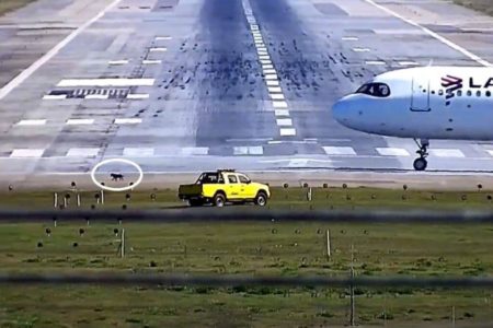 Imagem colorida mostra cachorro na pista do aeroporto de Guarulhos, em São Paulo - Metrópoles