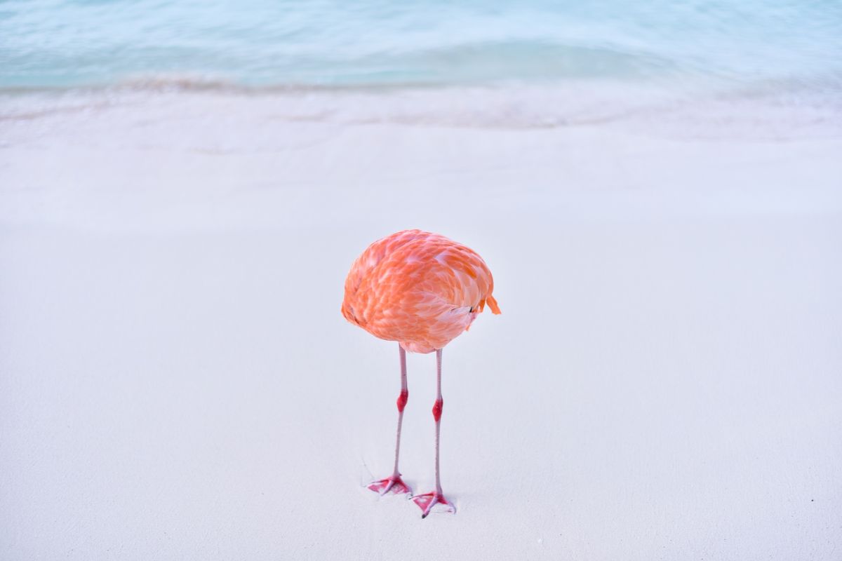 Flamingo coçando a barriga em praia em Aruba