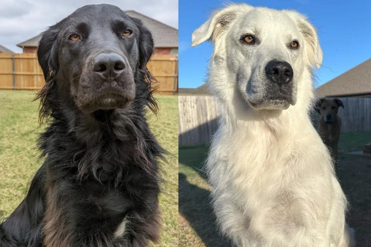 Antes e depois do cachorro que mudou completamente de cor em dois anos e meio