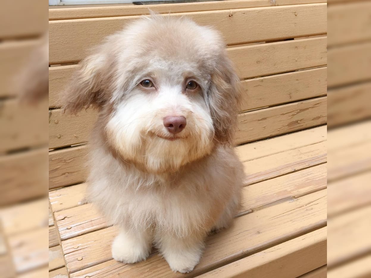 Poodle sentado em banco de madeira parece sorrir para foto