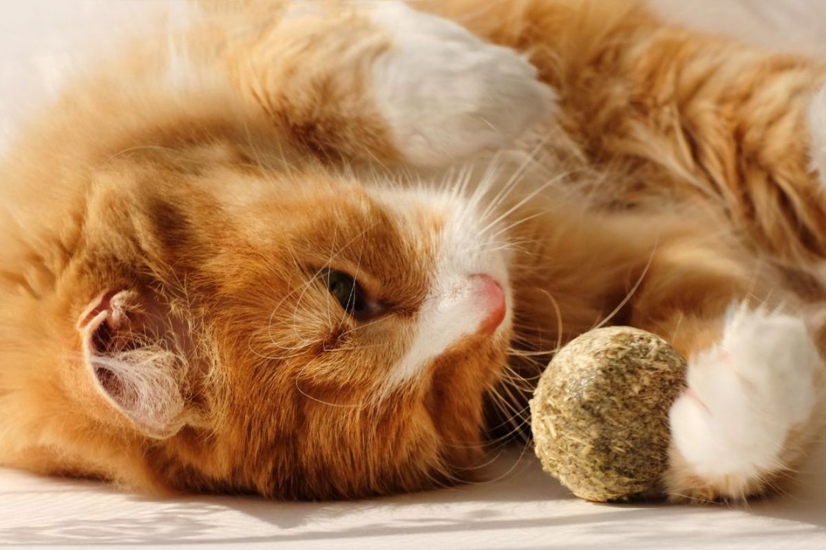 Catnip: descubra os benefícios e como oferecer para o seu gato