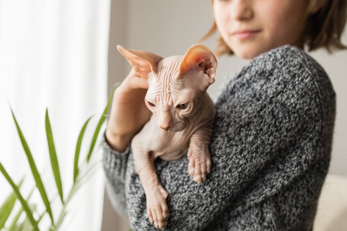 Gato da raça sphynx está sendo carregado por tutora
