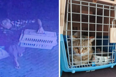 Imagem colorida de gato furtado por morador de rua - Metrópoles