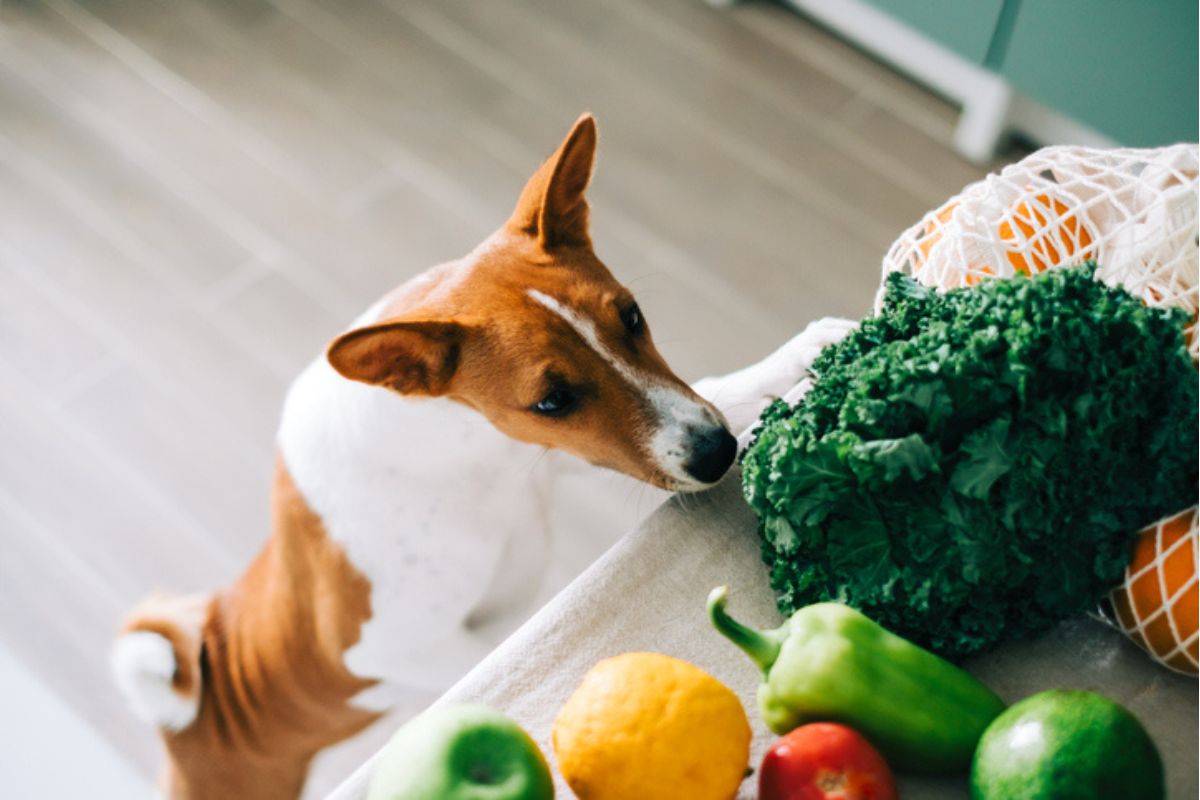 Imagem colorida de cachorro em pé para alcançar bancada
