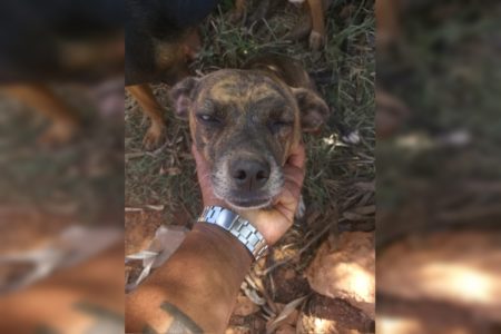 Imagem colorida de um cachorro em um chão de terra