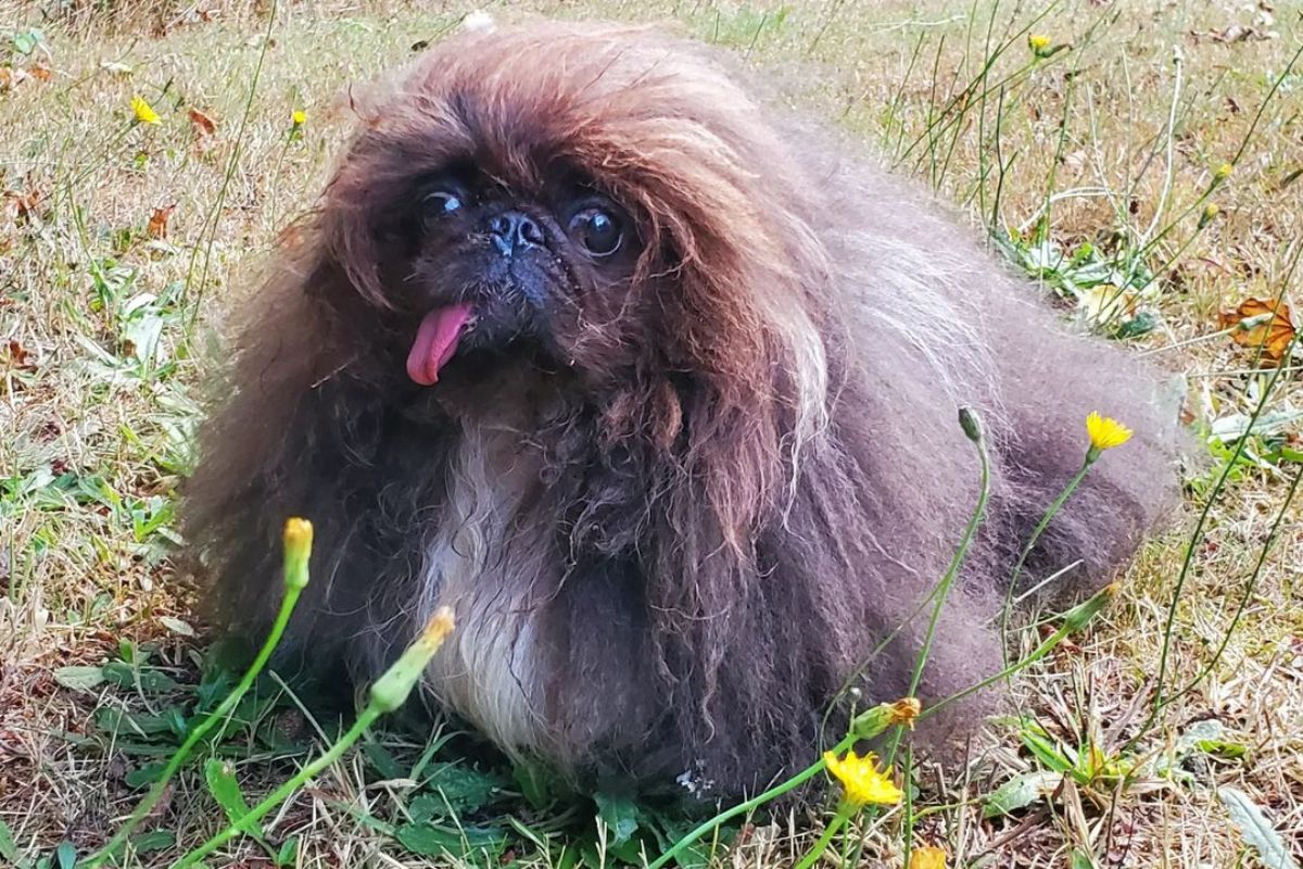 cachorro mais feio do mundo 2024