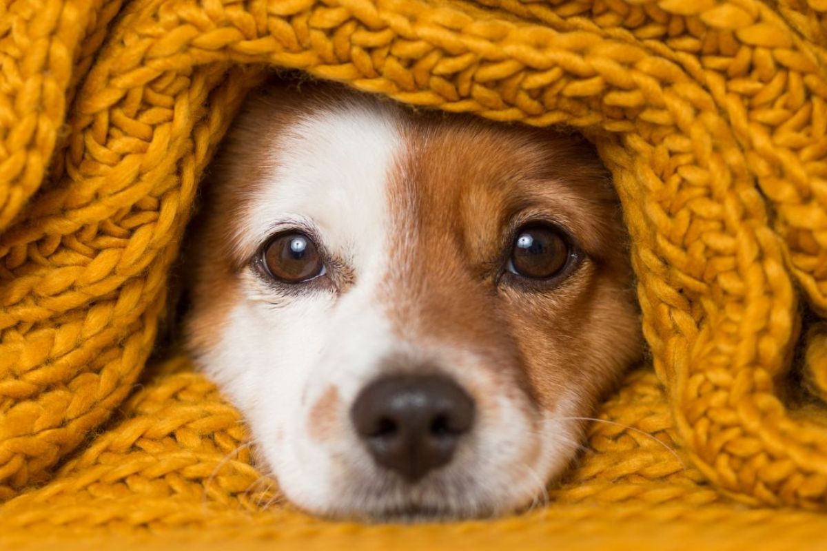 Cachorrinho com frio enrolado em uma manta de frio