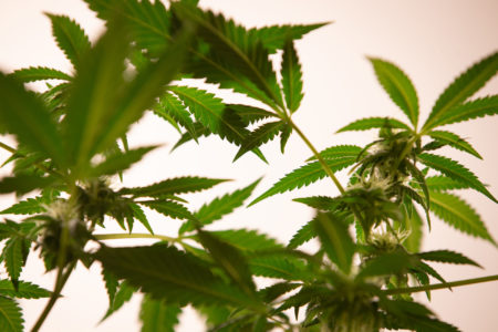 Planta da maconha cannabis - Metrópoles