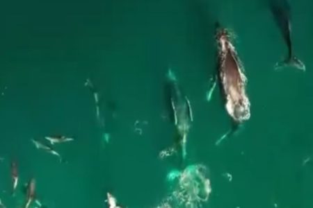 Imagem colorida de baleias e golfinhos no litoral norte de são paulo. Metrópoles