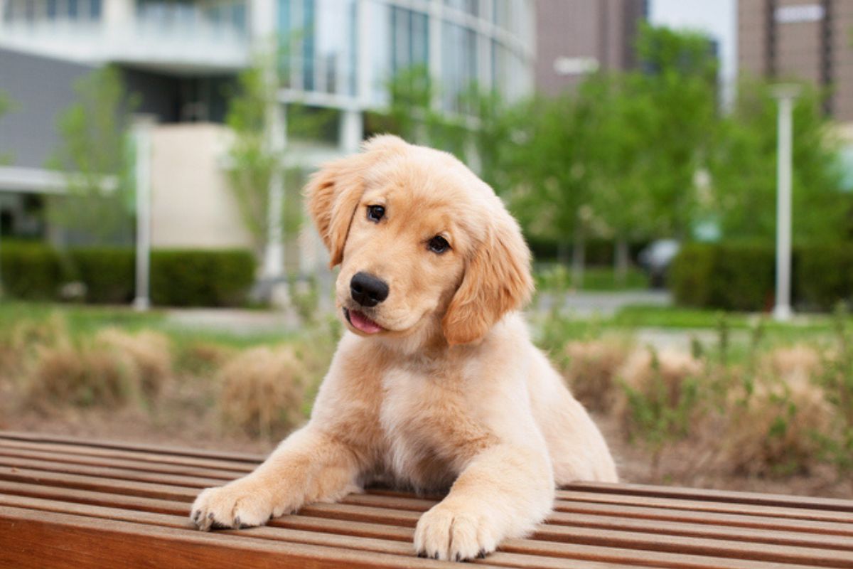 Imagem colorida de golden retriever filhote apoiado em banco de madeira