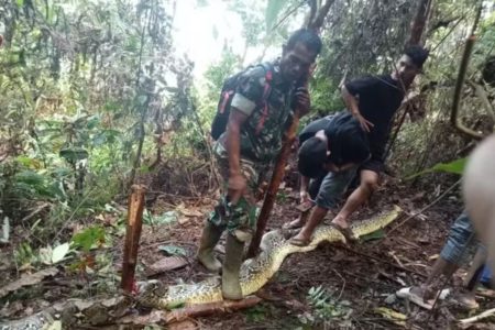 Imagem colorida de cobra píton que engoliu mulher - Metrópoles