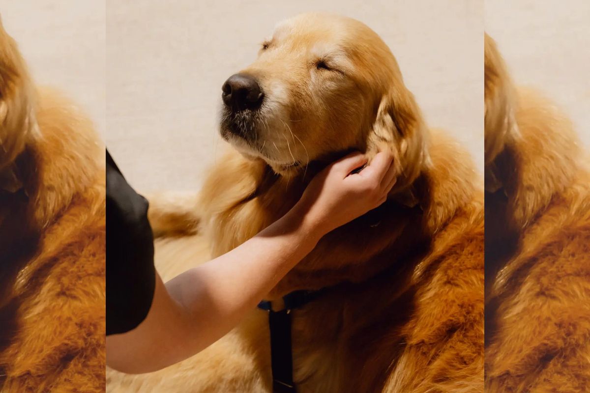 Imagem colorida de cachorro da raça golden retriever sendo acariciado