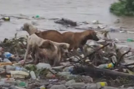 imagem colorida. Cachorros são levados por enchetes ocasiado pelo furacão Beryl