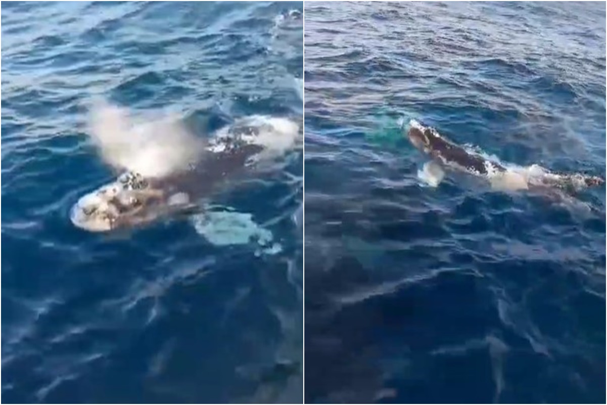 Baleia Franca em ilha no Rio de Janeiro