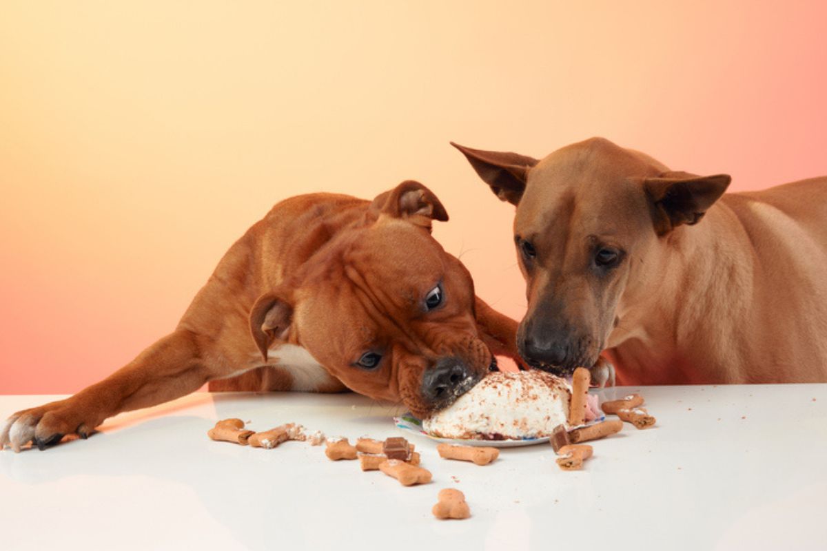 Imagem colorida de cachorros comendo petiscos