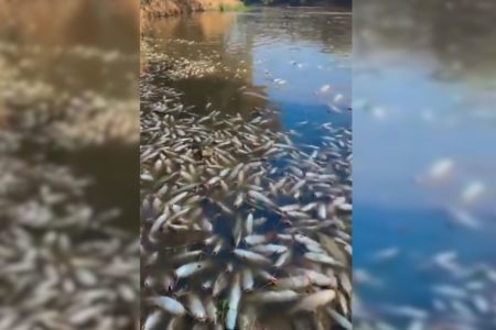 Milhares de peixes são encontrados mortos às margens do Rio Piracicaba