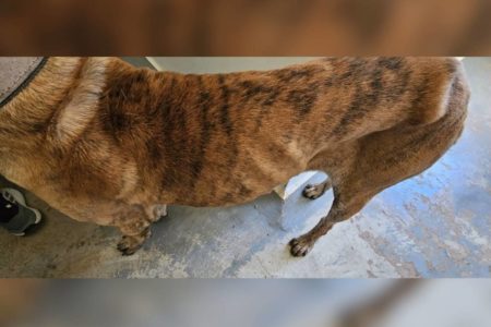Um cachorro da raça Fila Brasileiro foi resgatado pela Polícia Civil do Distrito Federal (PCDF) com sinais de maus-tratos em uma área de invasão no Park Way, próximo a BR-020.