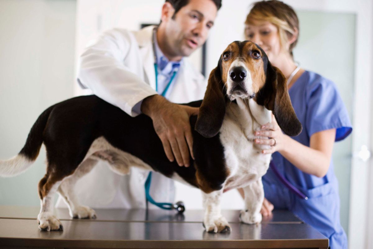 Imagem colorida de cachorro no veterinário, em pé em uma mesa