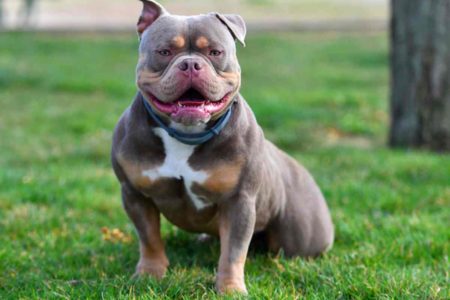 imagem colorida. American Bully sentado na grama