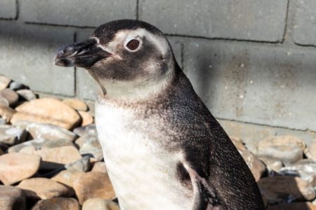 pinguim