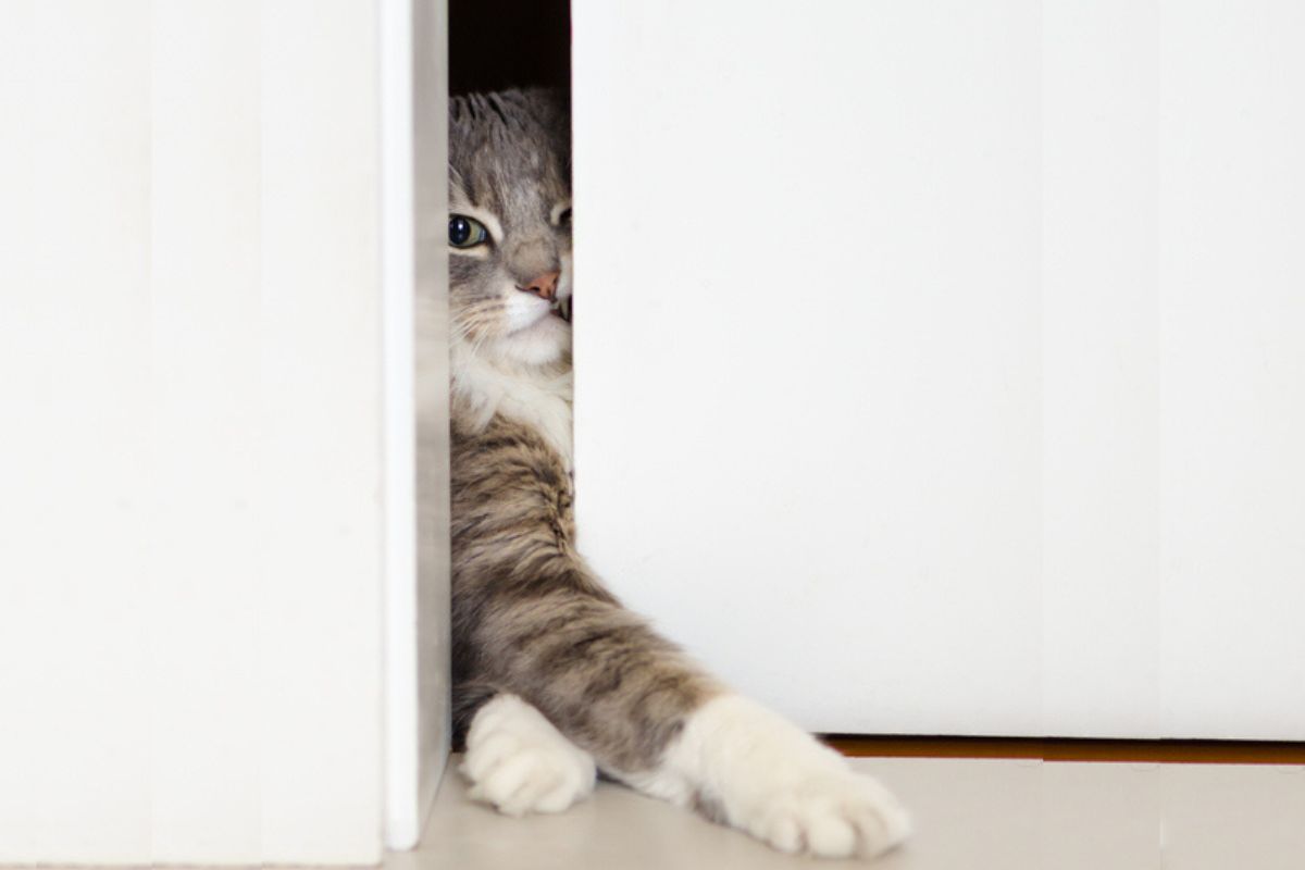 Imagem colorida de gato tentando sair pela porta de casa