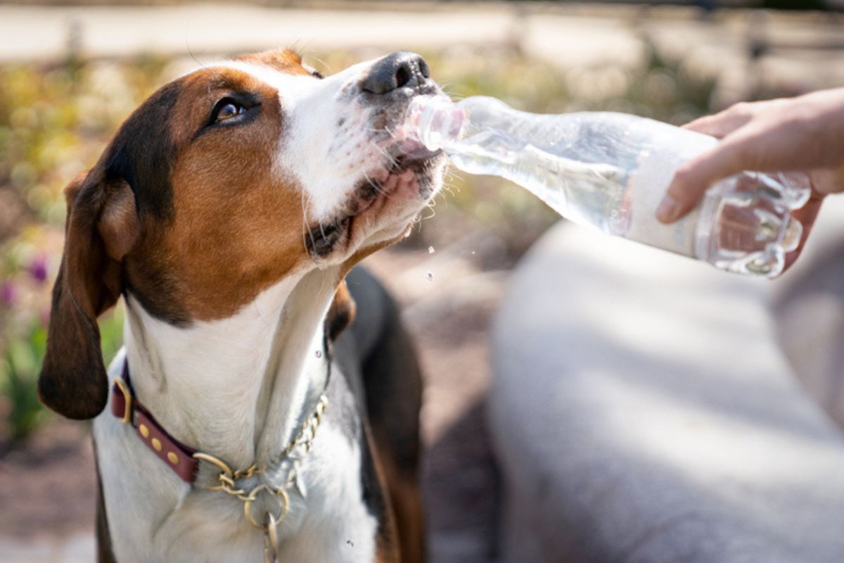 Imagem colorida de cachorro bebendo água da garrafa pet