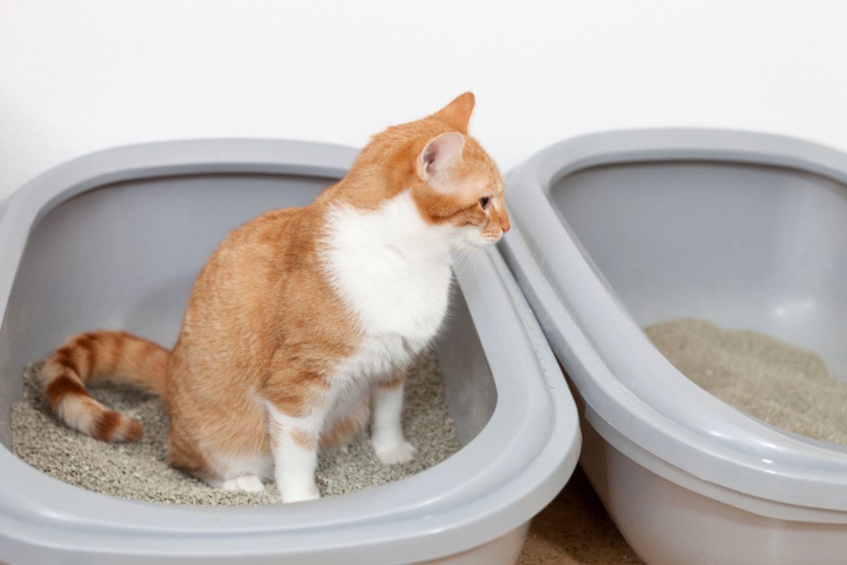 Imagem colorida de gato amarelo e branco na caixinha de areia cinza