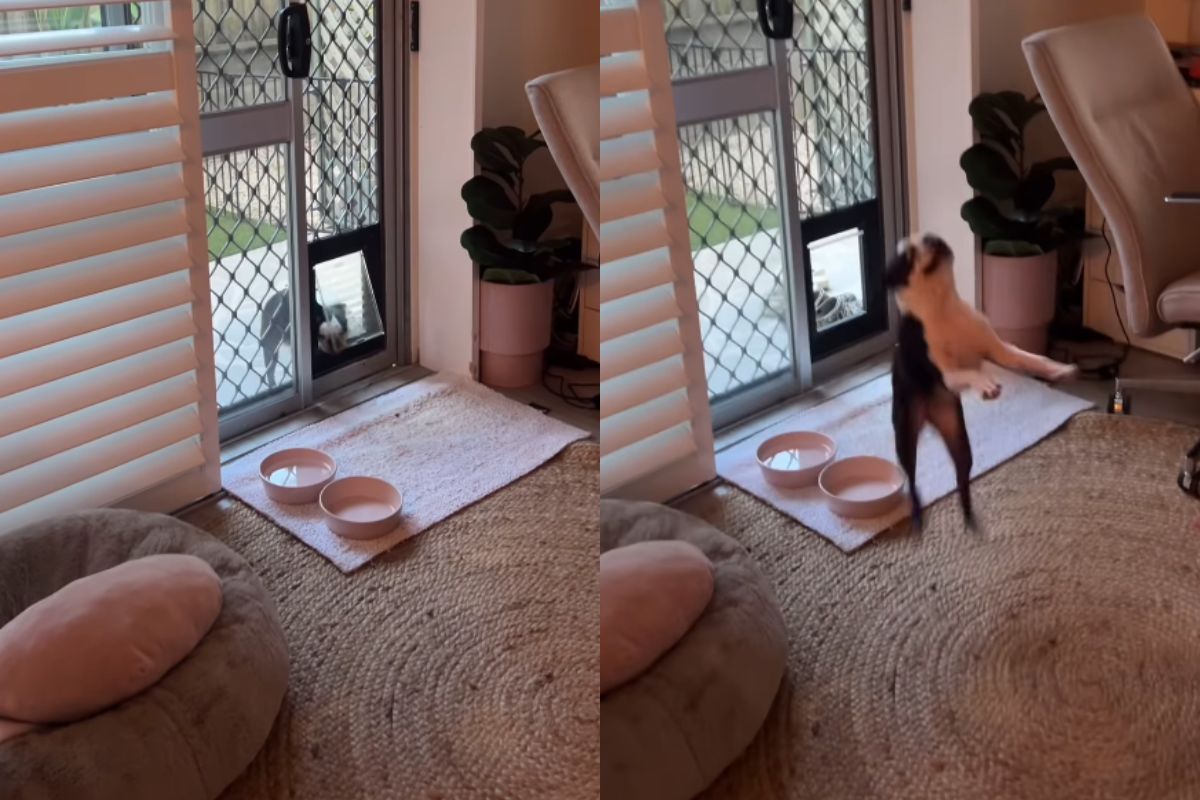 Foto colorida de um cachorro - Metrópoles