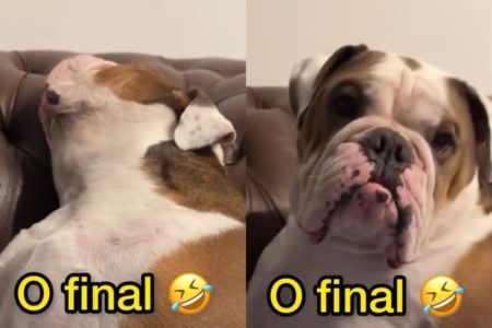 Cachorro dorme no sofá e acordado pela tutora - Metrópoles