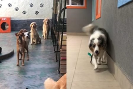 Cachorros viralizam em vídeo chegando em creche - Metrópoles