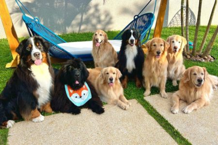 8 cachorros posam em ambiente externo - Metrópoles
